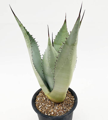 アガベ　スカポサ