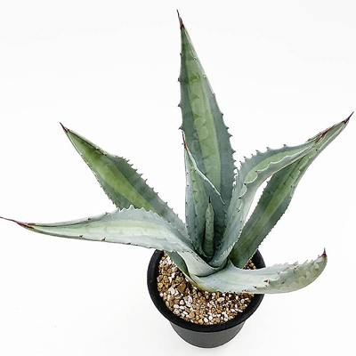 アガベ　アメリカーナ　エクスパンサ　パリーダ