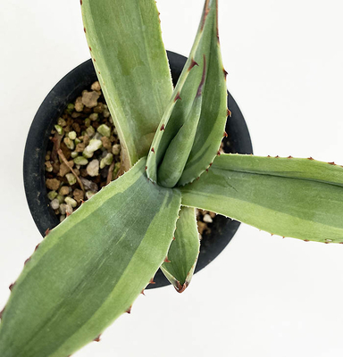 アガベ　オバティホリア &rdquo;キラー&rdquo;