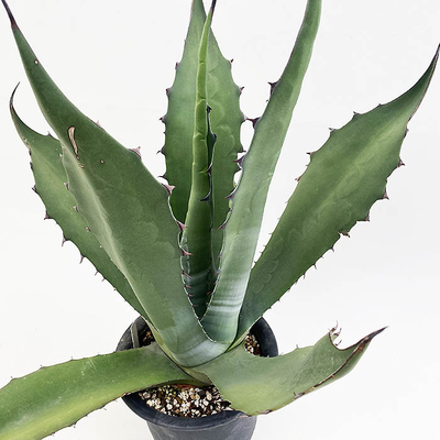 アガベ　サルミアナ・フェロックス