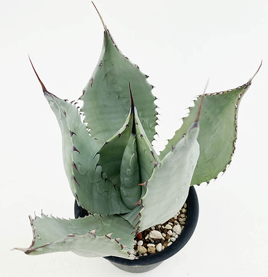 アガベ　パルリ・パルリ&times;フレクシスピナ