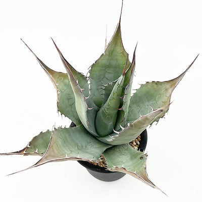 アガベ　パラサナ