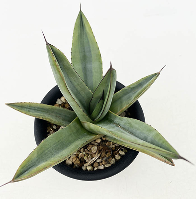 アガベ　ニグラ &rdquo;シャークバイト&rdquo;