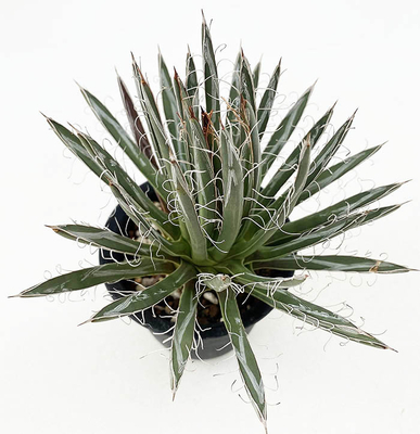 アガベ　ポリアンシフローラ