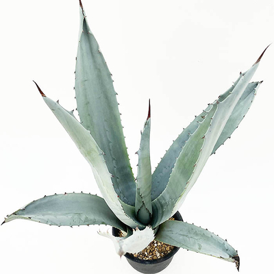 アガベ　ウインテリアーナ