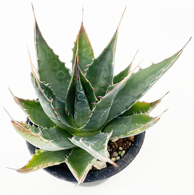 アガベ  モンタナ