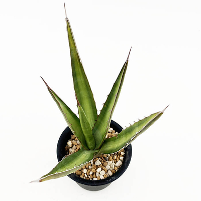 アガベ　ユニビッタータ