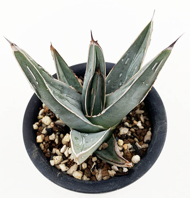 アガベ　ニッケルシー