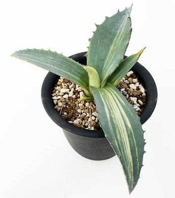 アガベ　サルミアナ・フェロックス　ストリアータ