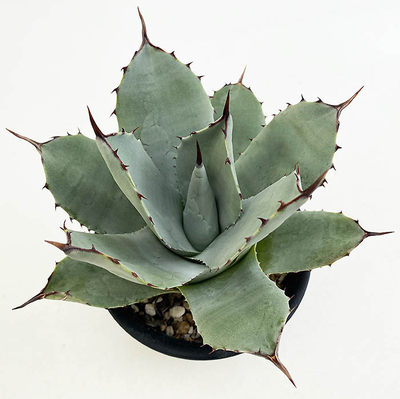 アガベ　パルリ・パルリ