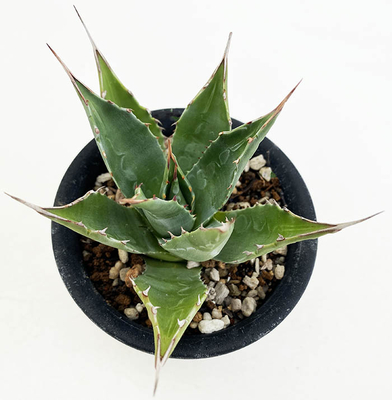 アガベ  モンタナ