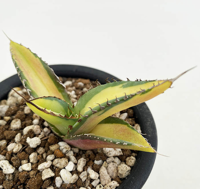 アガベ　チタノタ メディオピクタ &rdquo;イエローセンター&rdquo;