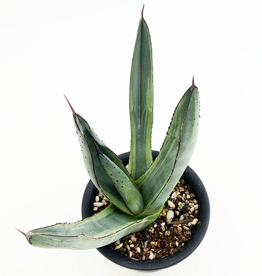 アガベ　ニグラ &rdquo;シャークバイト&rdquo;