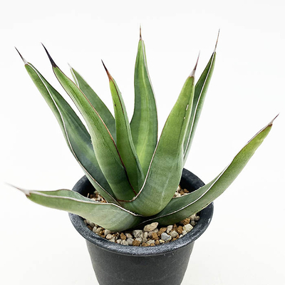 アガベ　ピンティラ