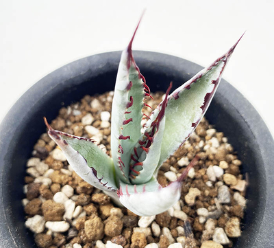 アガベ　パルメリー &rdquo;屈原の舞扇&rdquo;