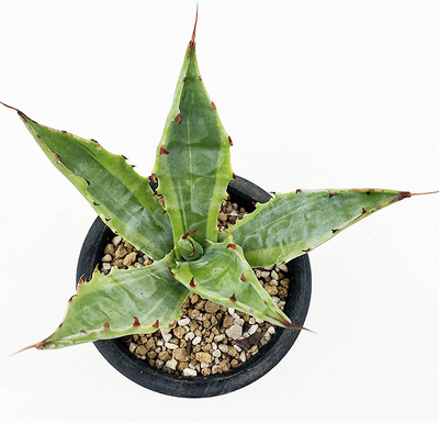 アガベ　コロラータ外斑 &rdquo;グリーンエッジ&rdquo;