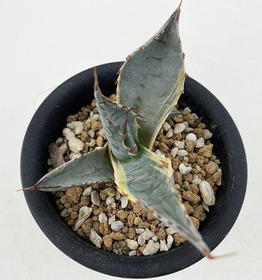 アガベ　オバティサナ &rdquo;シースター&rdquo;