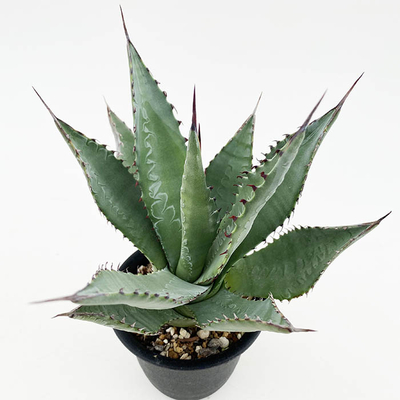 アガベ　パルメリー