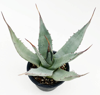 アガベ　アプラナータ