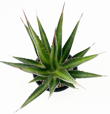 アガベ　ユニビッタータ