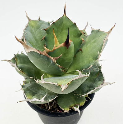 アガベ　オテロイ（シエラミクステカFO-076 ）コンパクタ