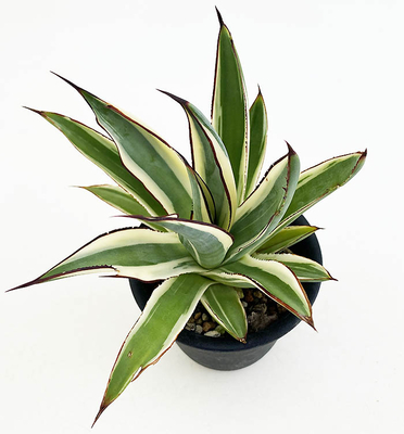 アガベ　&rdquo;スノーグロー&rdquo;