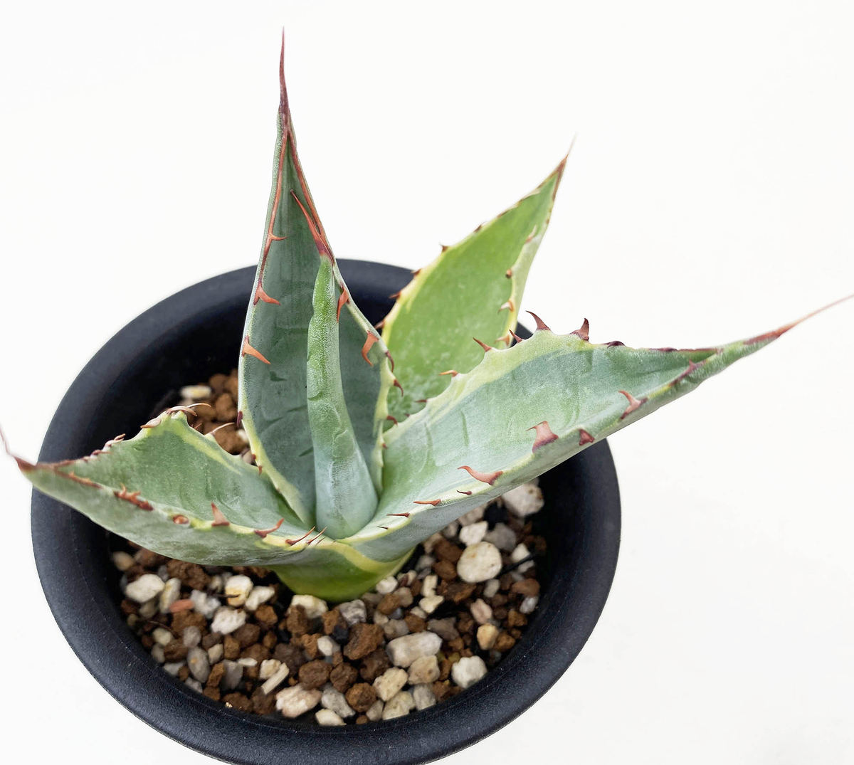 アガベ オバティサナ ”シースター” | ネットショップ・アガベ