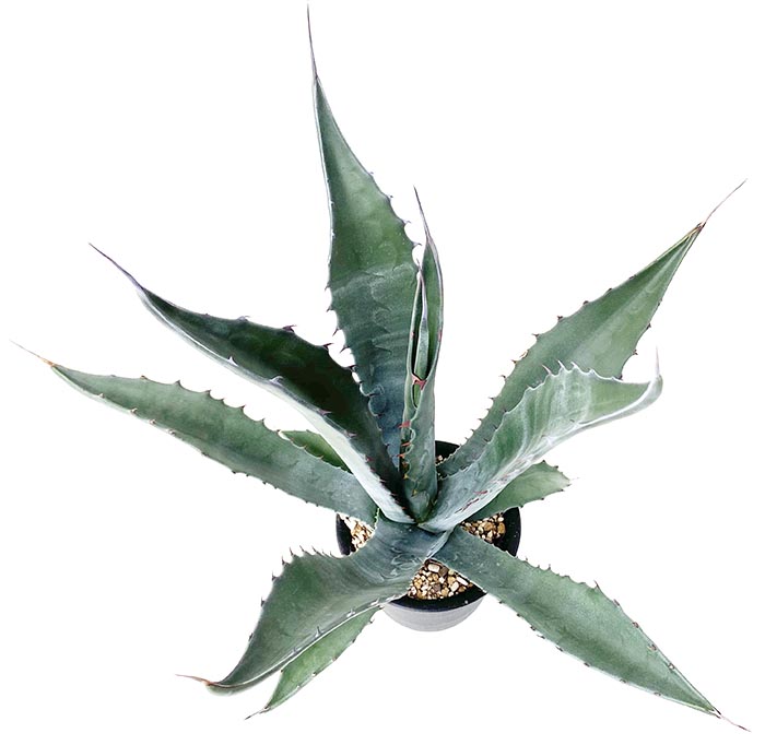 アガベ サルミアナ クラッシスピナ ネットショップ アガベ