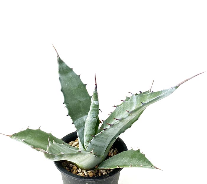 アガベ サルミアナ サルミアナ ネットショップ アガベ