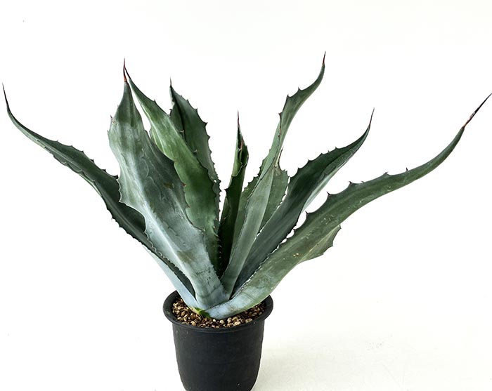 アガベ サルミアナ フェロックス グリーンコブレット ネットショップ アガベ