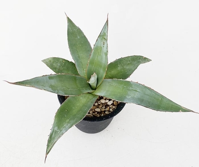 アガベ】大株 オブスキュラ レッドスカイライン 直径40cm 激レア品種