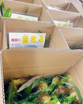 嶽きみ発送 | 岩木屋ネットショップ