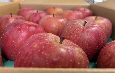 青森弘前産　サンふじ