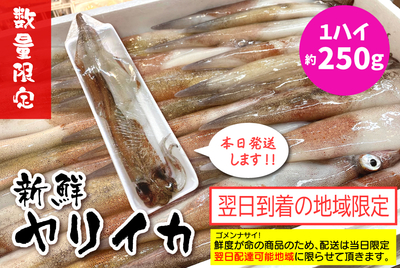 新鮮ヤリイカ【大】１ハイ［冷蔵]