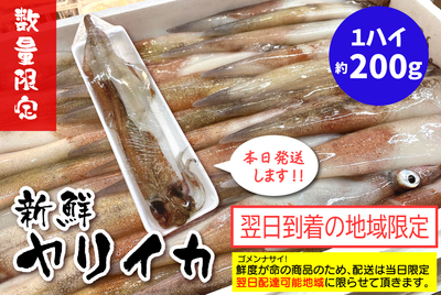 新鮮ヤリイカ（１ハイ）［冷蔵］