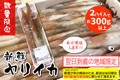 【300ｇ以上】新鮮ヤリイカ２ﾊｲ入［冷蔵]