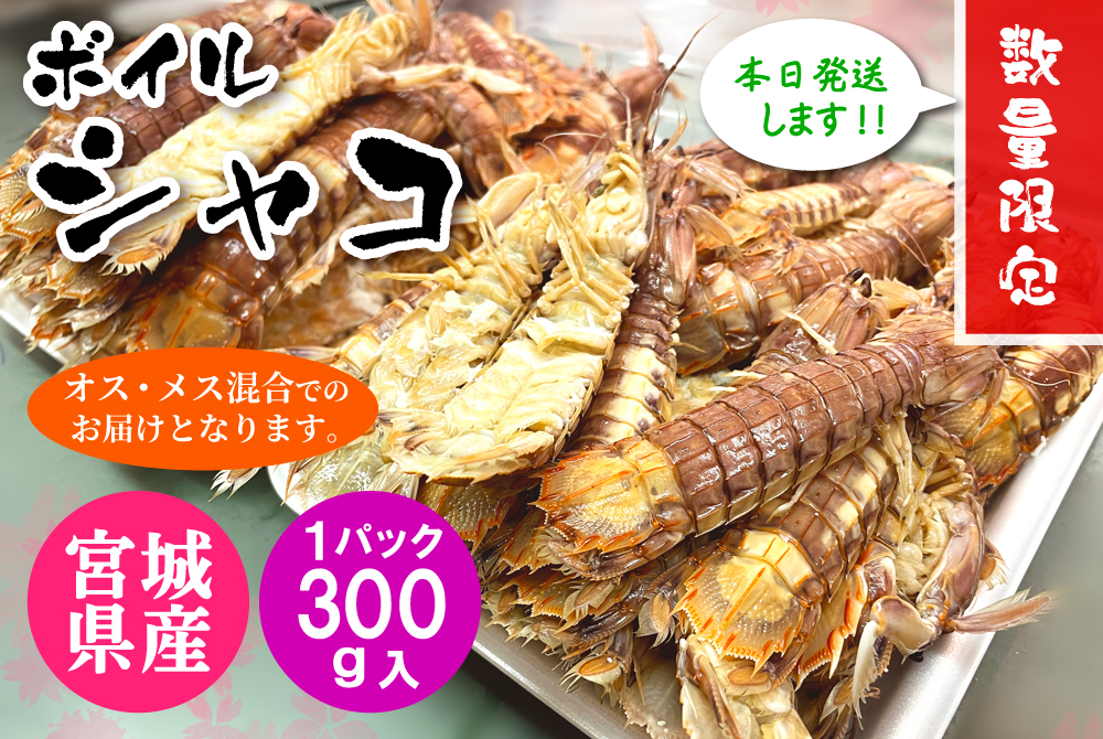 「おしるこ様限定！のため、他の方は購入をご遠慮ください。 宮城県産・ボイルシャコ（ｵｽﾒｽ混合）[冷蔵] | 津軽弘前市場 ハマダ海産