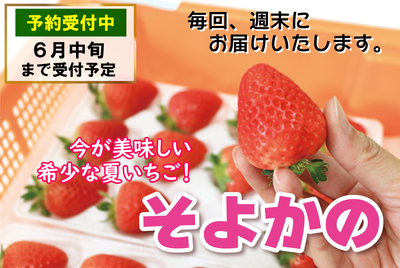 いちご・そよかの 15粒入 [冷蔵]