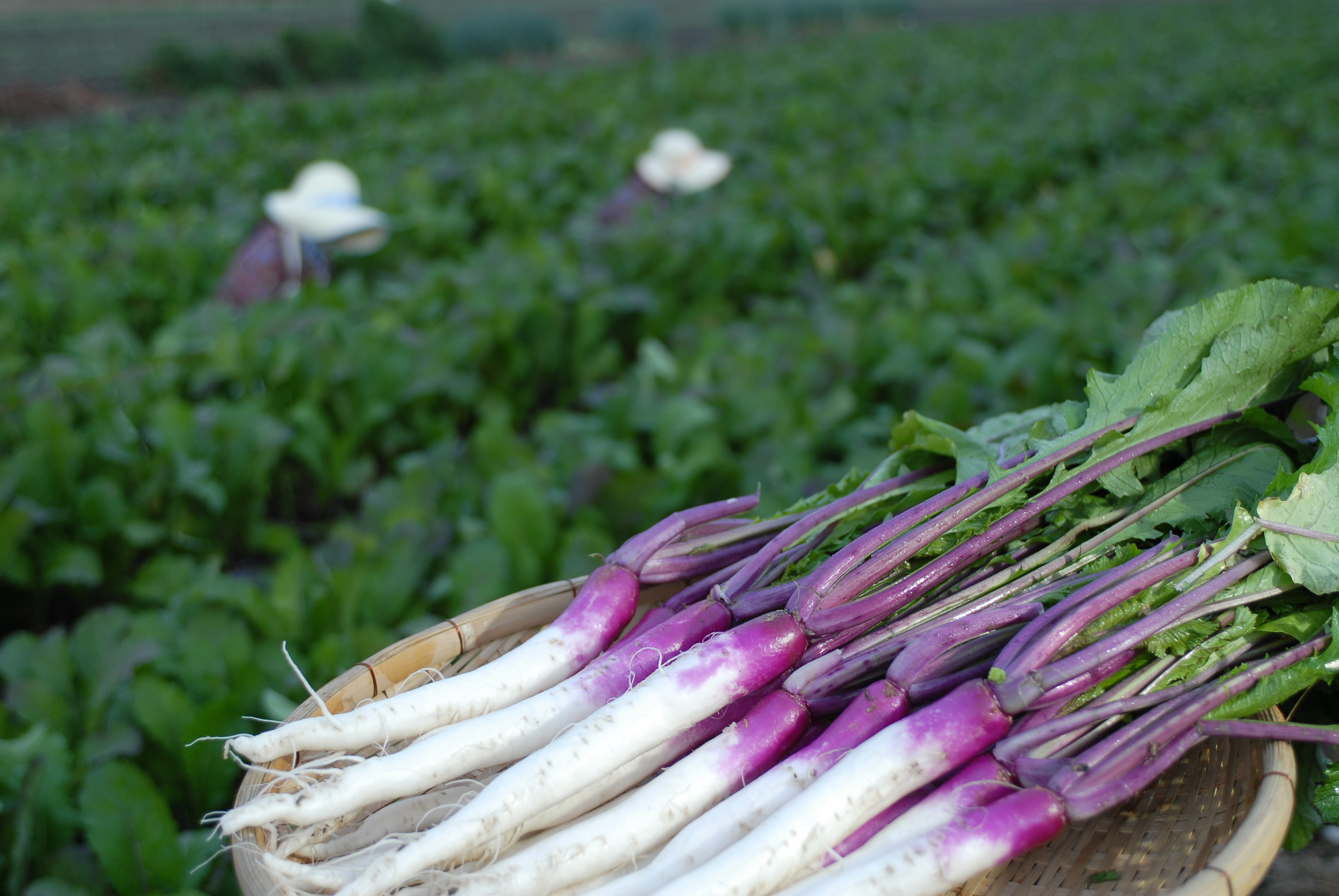 漬物のお取り寄せ・通販「近江 つけもの山上」 オンラインショップ