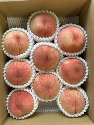【2025年度産】あかつき 2.5kg（贈答用）