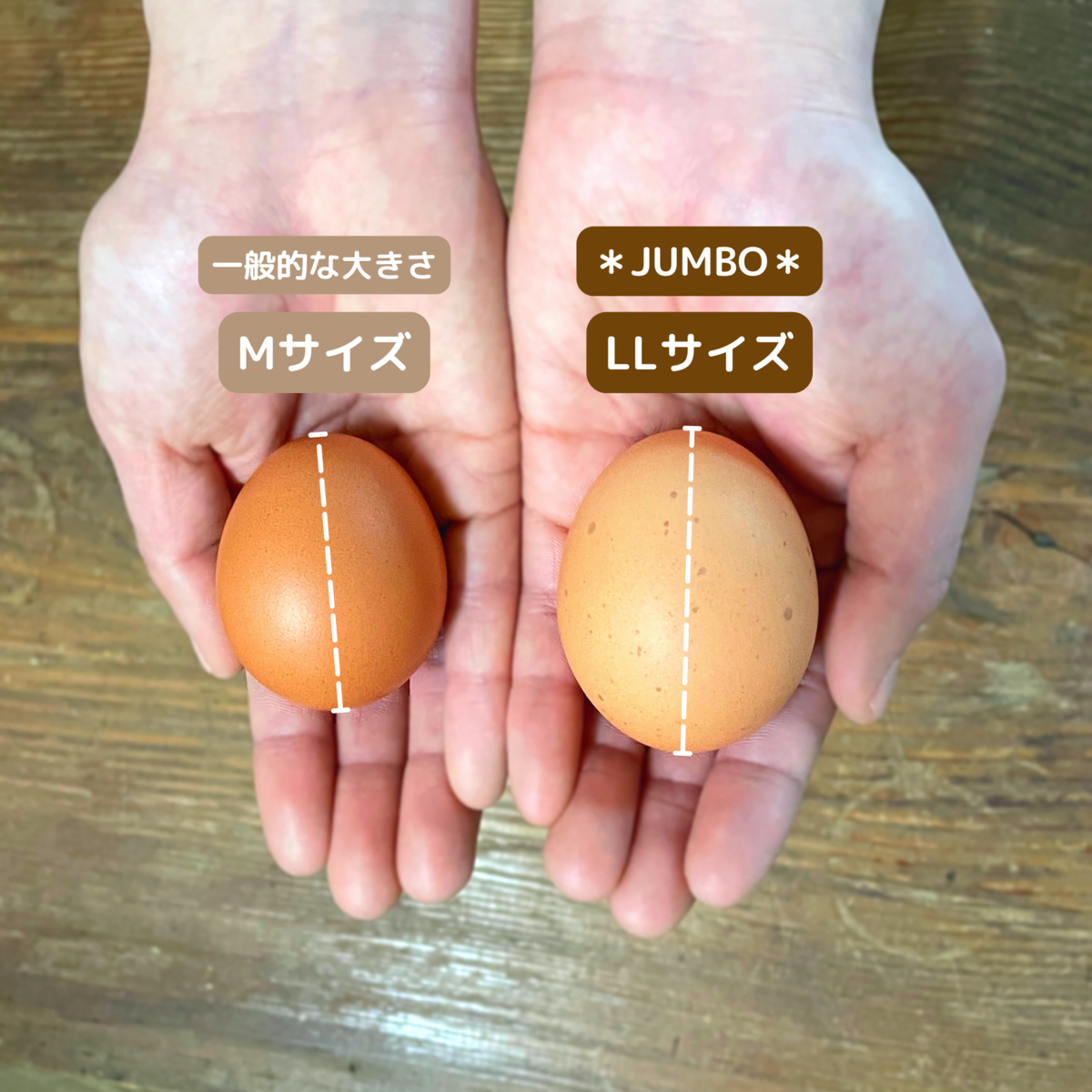 プチギフト お世話になりました動物シリーズ01 たまごボーロ1袋