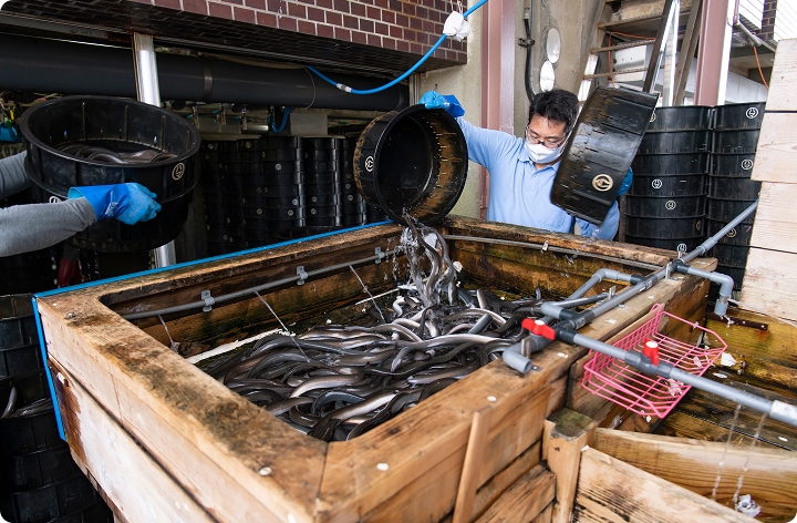 希少な浜名湖うなぎ