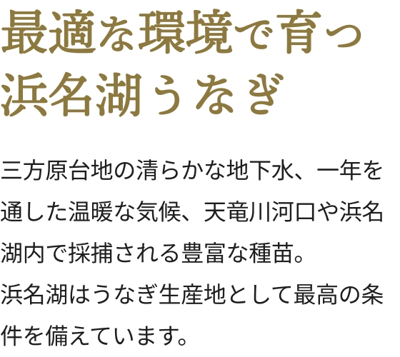 最適な環境で育つ浜名湖うなぎ。三方原台地の清らかな地下水、一年を通した温暖な気候、天竜川河口や浜名湖内で採捕される豊富な種苗。浜名湖はうなぎ生産地として最高の条件を備えています。