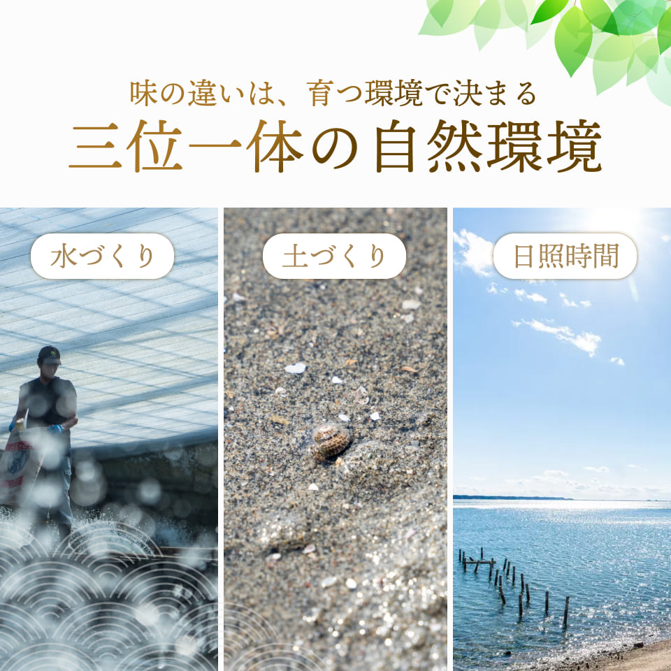 味の違いは、育つ環境で決まる三位一体の自然環境。水づくり、土づくり、日照時間