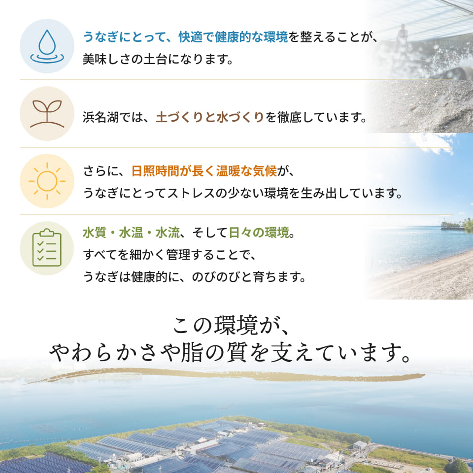 うなぎにとって、快適で健康的な環境を整えることが、美味しさの土台になります。浜名湖では、土づくりと水づくりを徹底しています。さらに、日照時間が長く温暖な気候が、うなぎにとってストレスの少ない環境を生み出しています。水質・水温・水流、そして日々の環境。すべてを細かく管理することで、うなぎは健康的に、のびのびと育ちます。この環境が、やわらかさや脂の質を支えています。