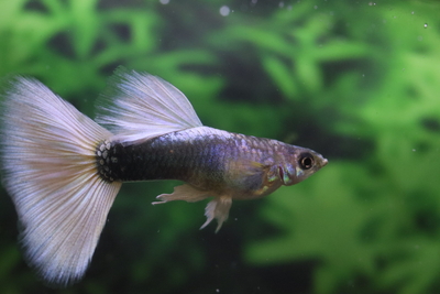 ドイツイエロータキシード2ペア