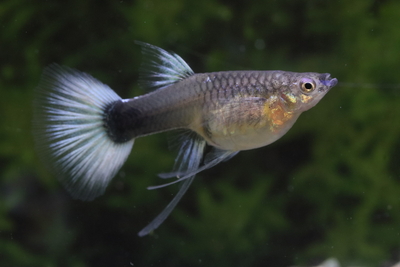 ドイツイエロータキシードリボン2トリオ