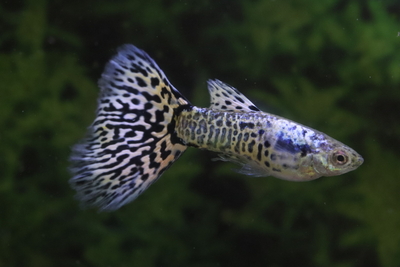 ギャラクシーグラス2ペア