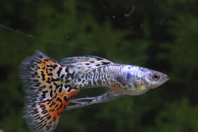 ギャラクシーグラスリボン2トリオ