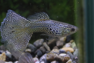 レースコブラ1ペア